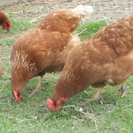Alojamento de Acomodação e Pequeno-almoço Grambo