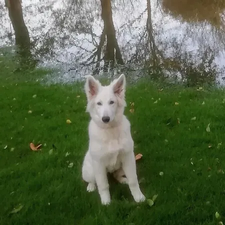 Grambo
